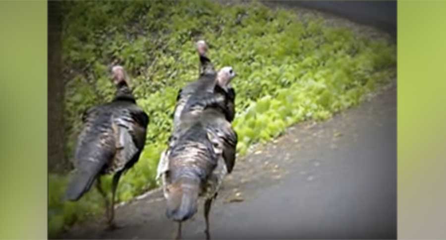 tennessee turkeys