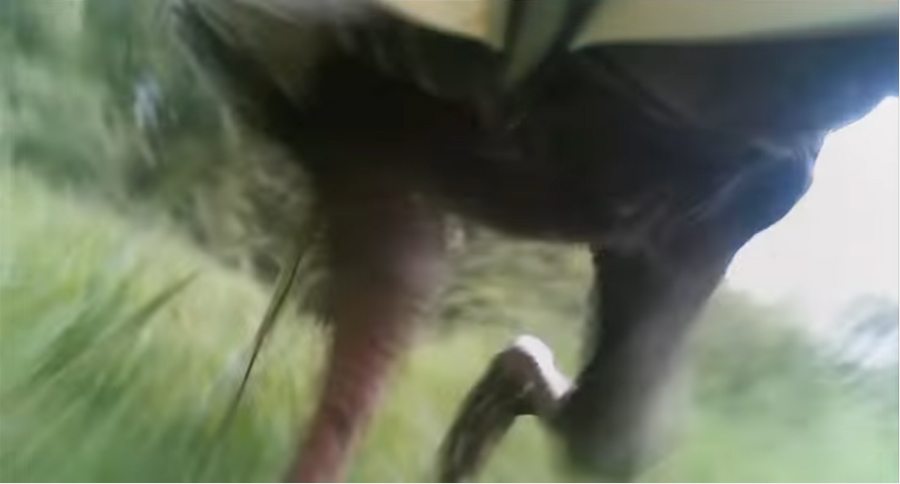 tom