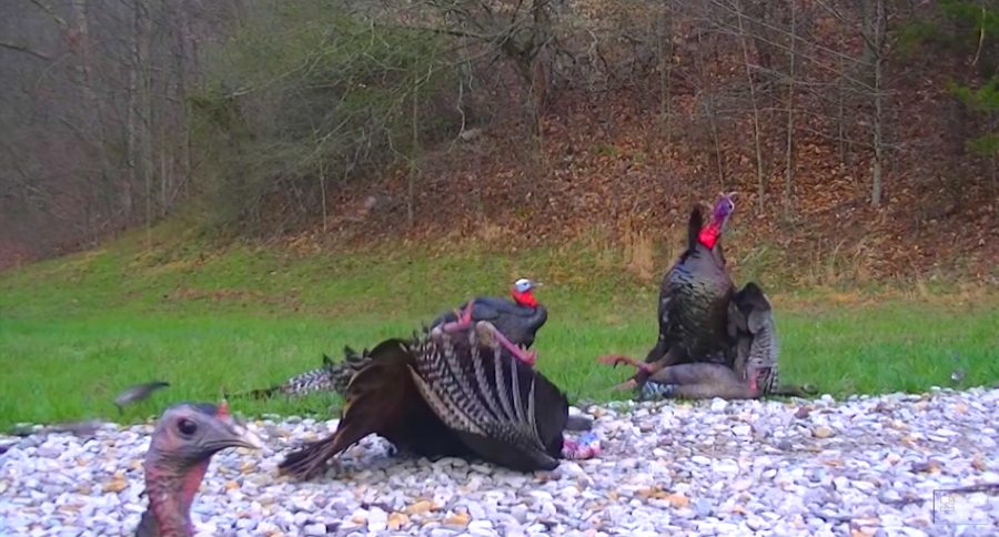 turkey