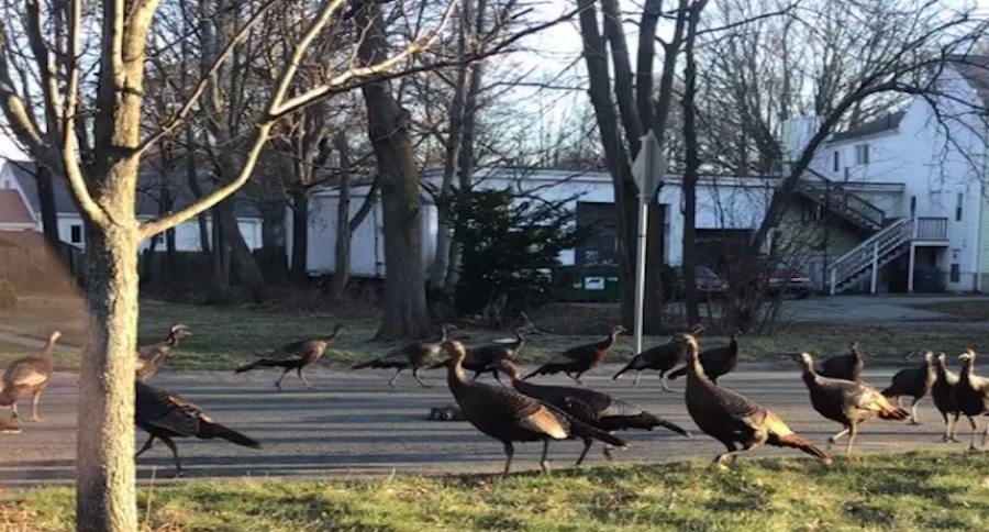wild turkeys