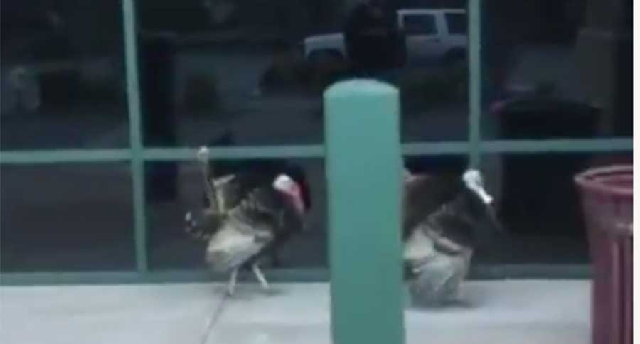 turkeys protest