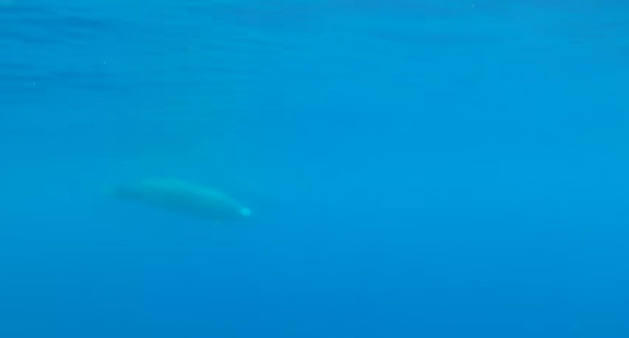 True's peaked whale