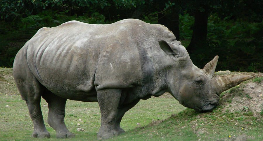 rhino