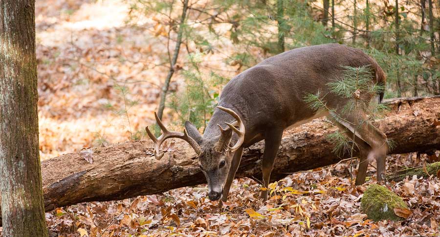 whitetail deer buck