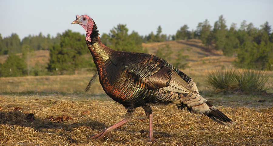 wild turkey