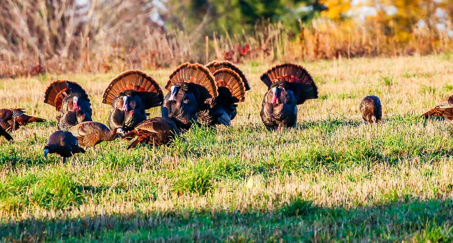 wild turkeys, gobbling