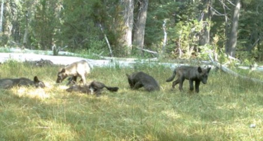 wolves