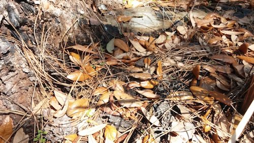 hidden copperheads