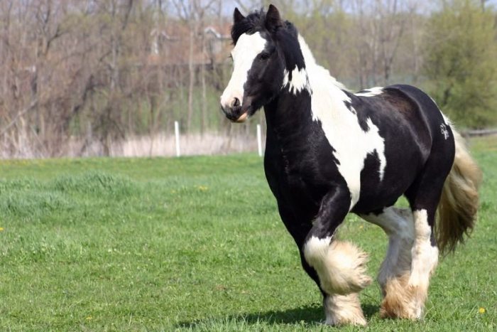 Gypsy Vanner Horse