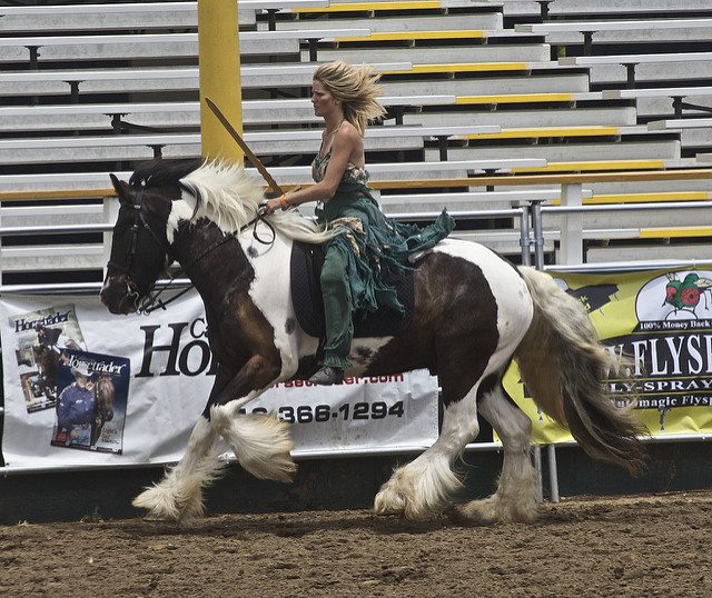 Gypsy Vanner Horses 