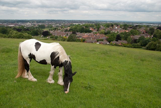 Gypsy Vanner Horses 