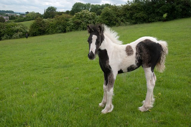 Gypsy Vanner Horses 