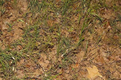 hidden copperheads