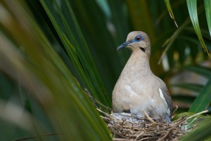 dove bird heating her babies