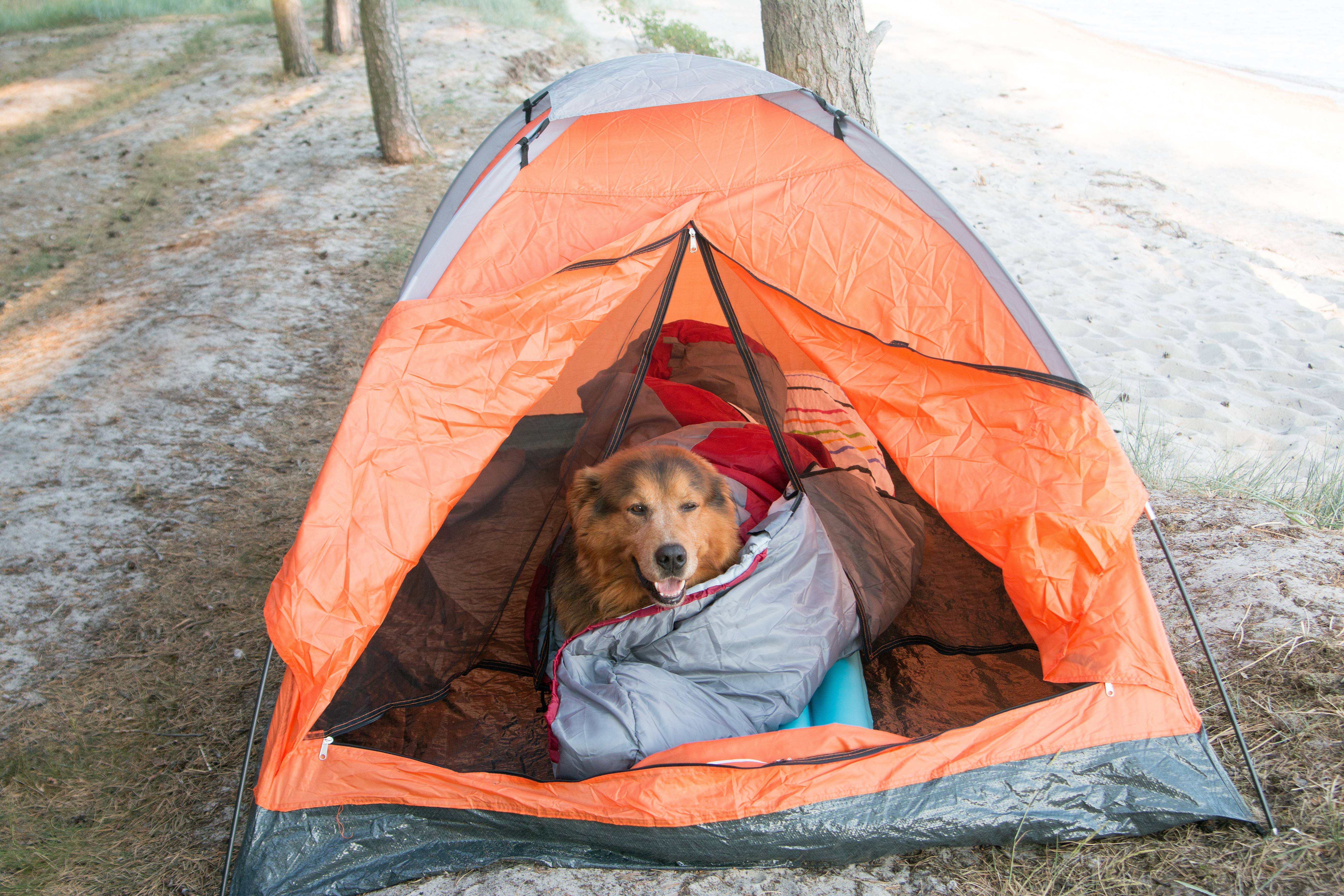 Dog Camping