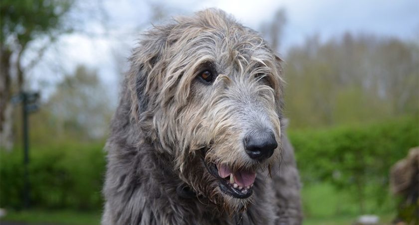 Irish Wolfhound