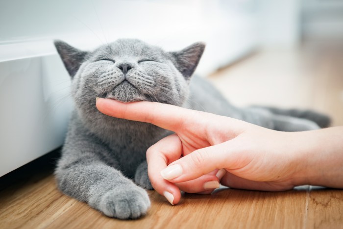 British Shorthair 