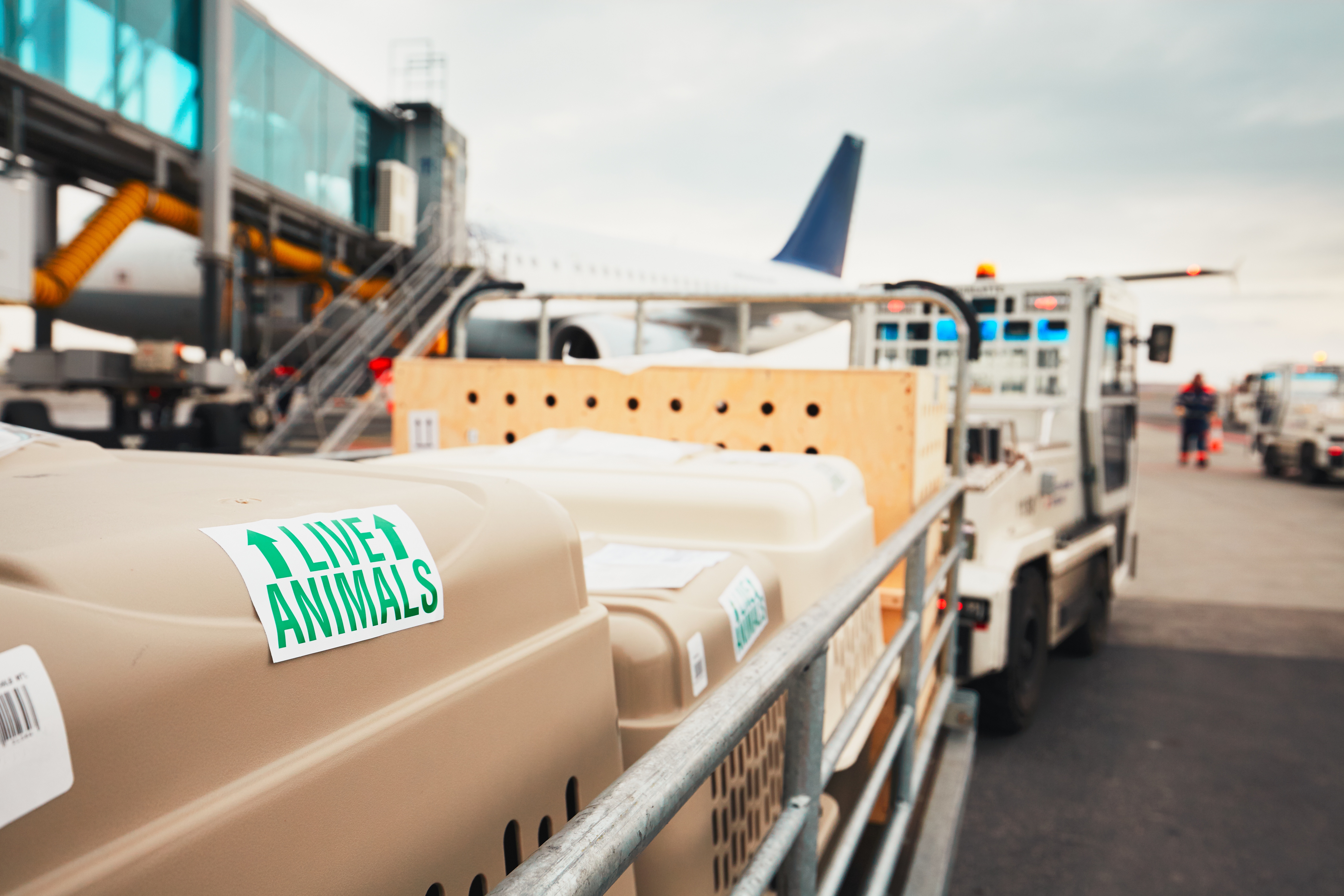 Dogs traveling by airplane. Boxes with live animals at the airport.