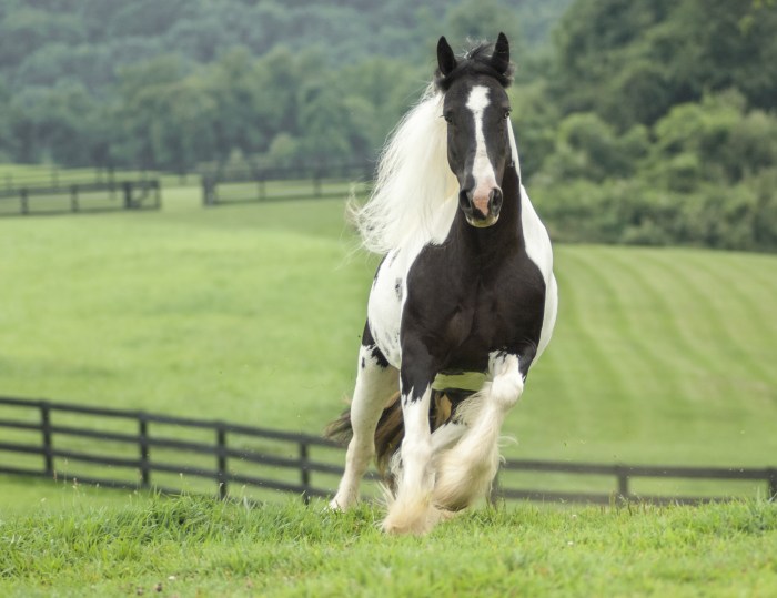 Gypsy Vanner Horse Mare