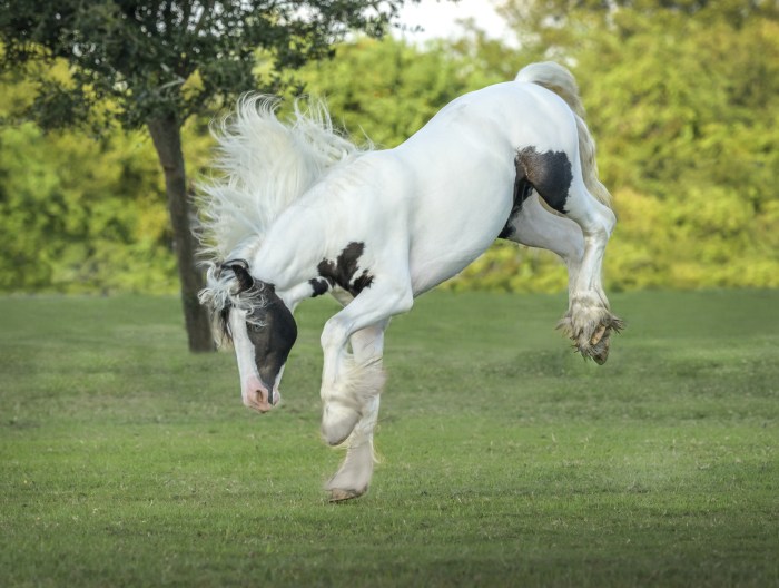 Gypsy Vanner Horse 