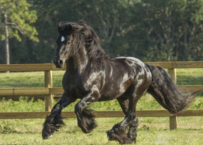 Gypsy Vanner Horse 