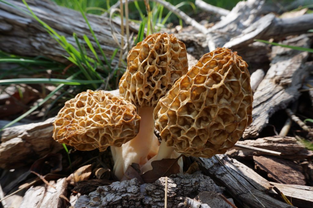 10 Best Places to Find Morel Mushrooms That Are Safe To Eat