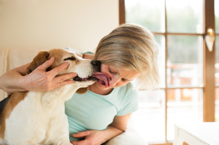 Beautiful senior woman with her dog at home relaxing, dog licking her face