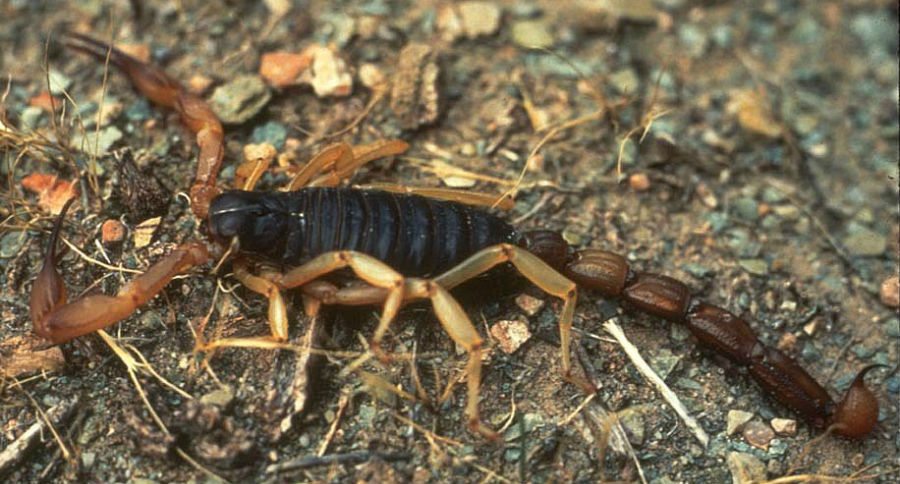 scorpion