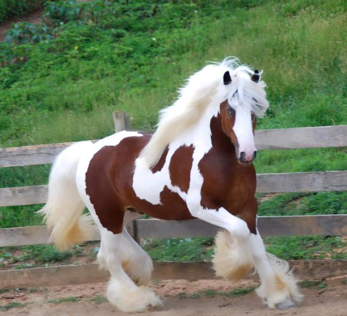 Bay Gypsy Horse 