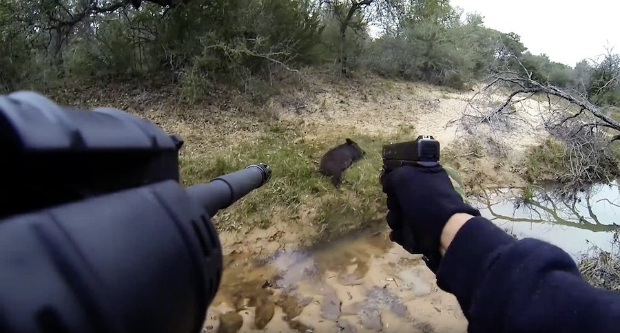 First Person Hog Hunting Video