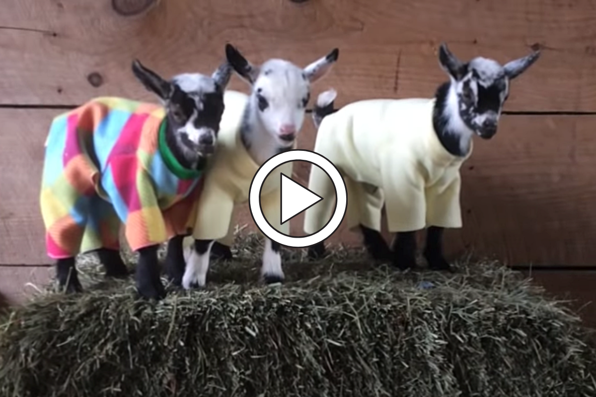 Goat Pajama Party Could Potentially Bring World Peace