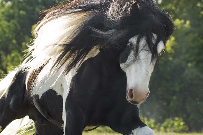 Gypsy Vanner Canter