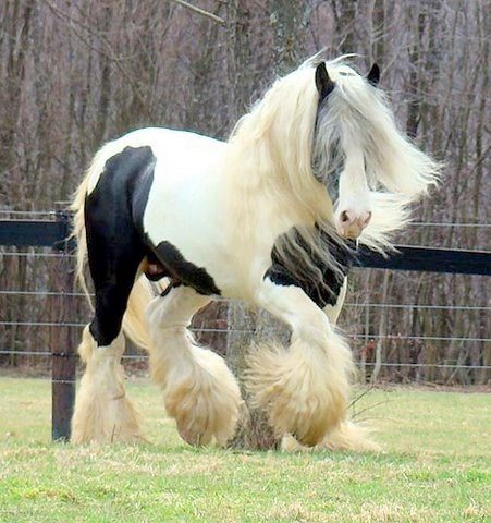 Gypsy Vanner