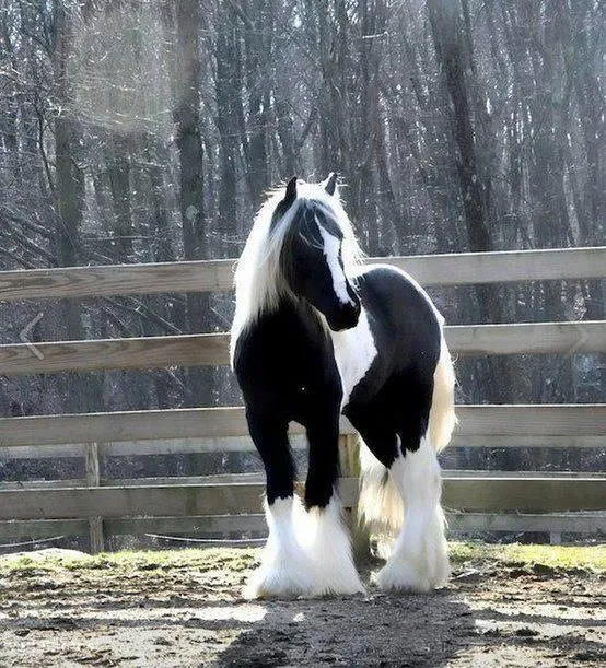 Gypsy Vanner Horses 