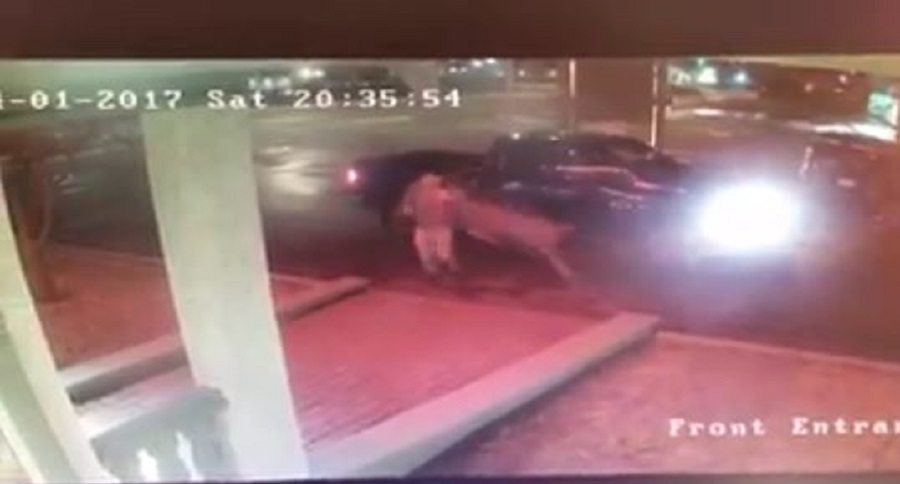 hotel guest headbutted by fleeing deer
