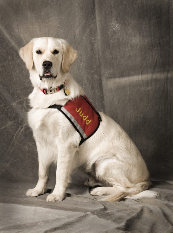 golden retriever therapy dog