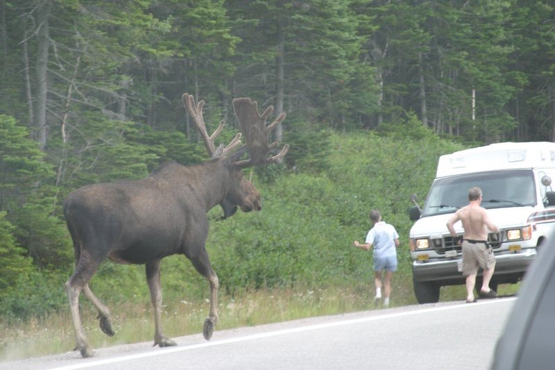 giant-moose