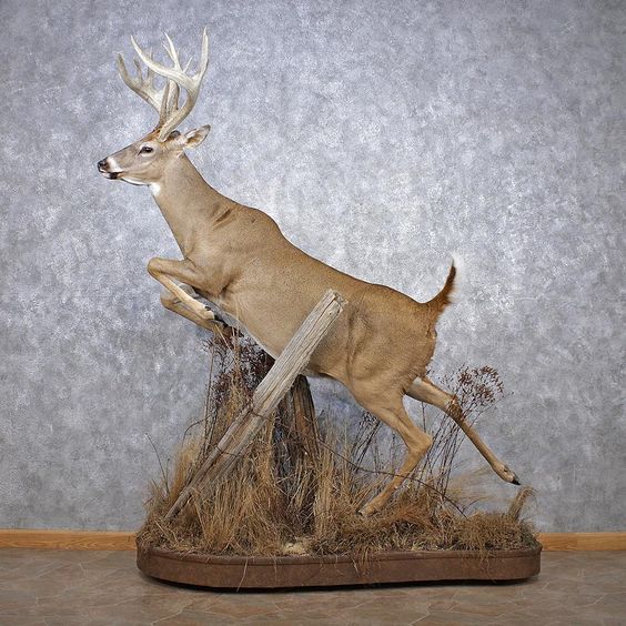 Full Deer Mount Profile