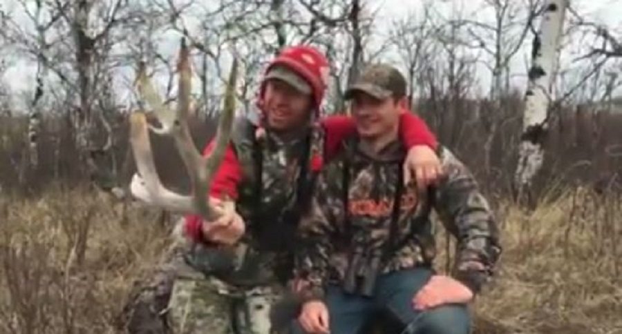 mule deer