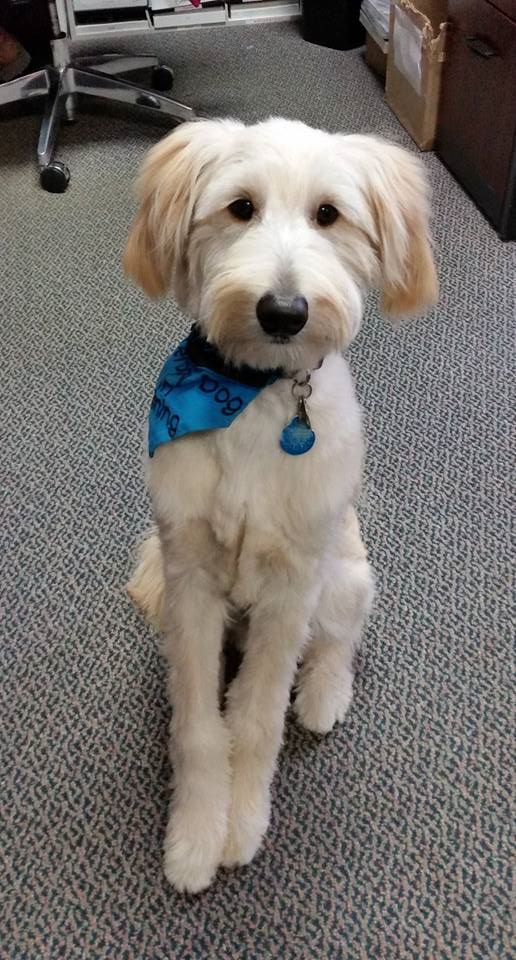 golden doodle therapy dog