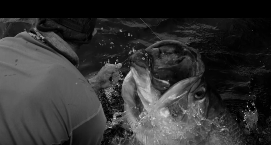 tarpon obsession
