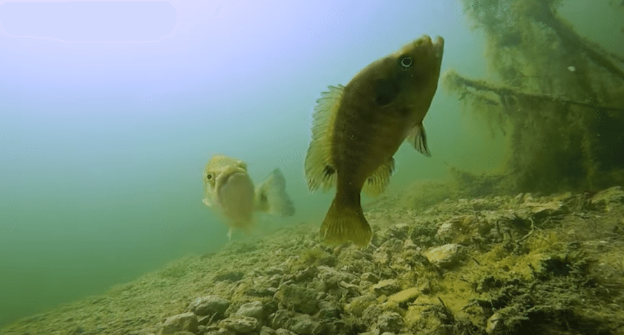 eat bluegill