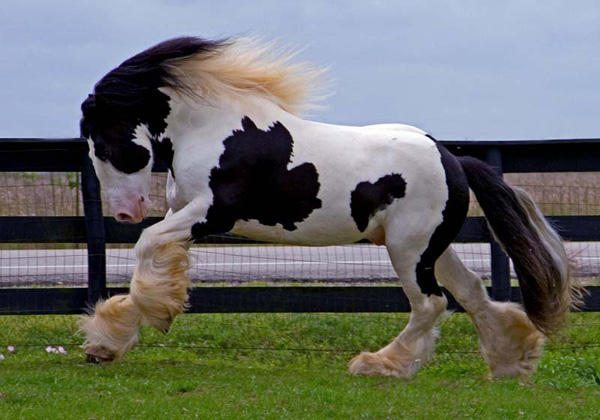 Stunning Gypsy Vanner