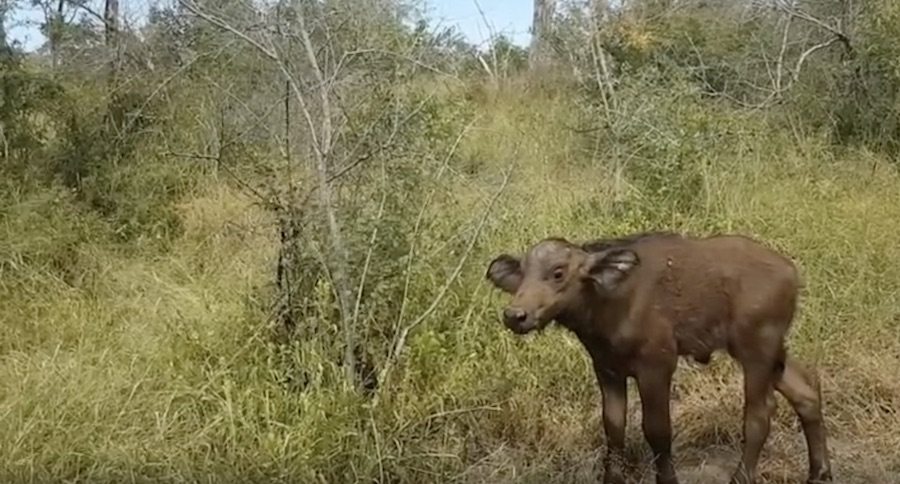 Here's What Happens When A Cape Buffalo Calf Gets Separated From The Herd In Kruger Park