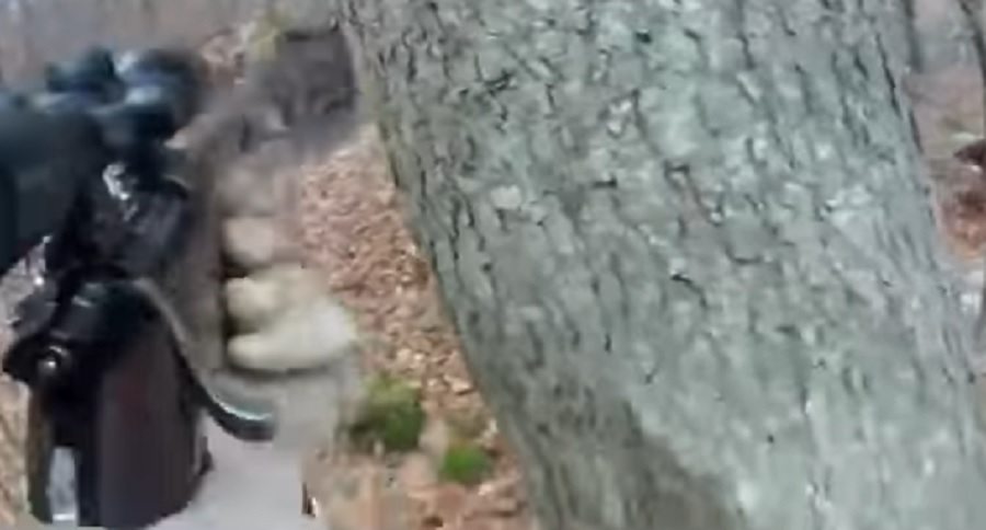 hunting huge black bears with hounds