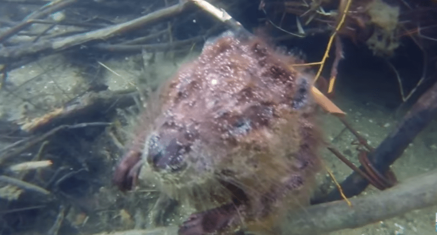 beaver trapped