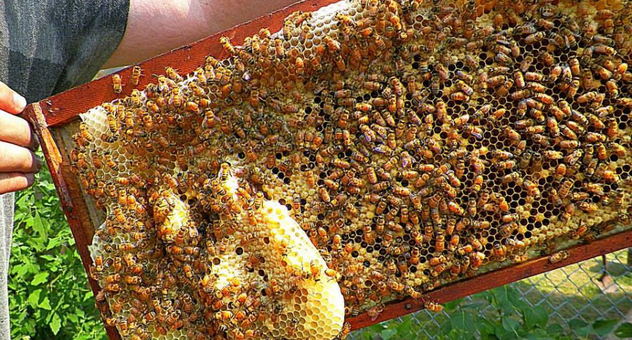 beekeepers