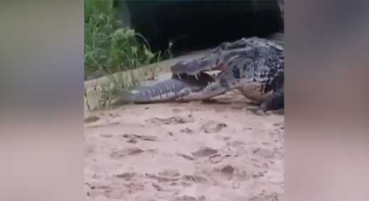 big gator steals fish