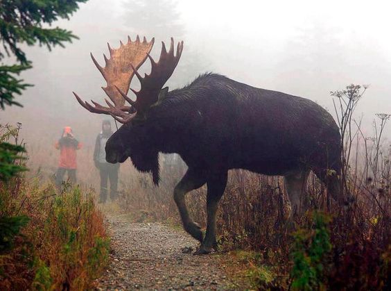 big-moose
