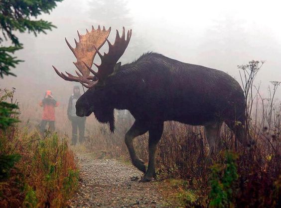 Big Rack Moose Check Out 4 of the Biggest, Baddest Moose on the Internet - Wide Open ...
